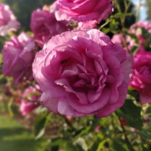 Meet your Posher, Gloria